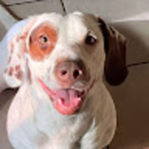 Meet your Posher, Adrian